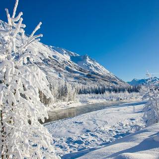 Alaska winter forest wallpaper