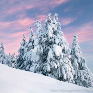 Alaska winter forest wallpaper