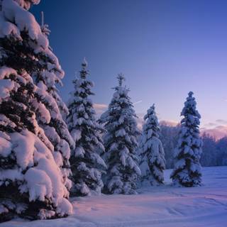 Alaska winter forest wallpaper
