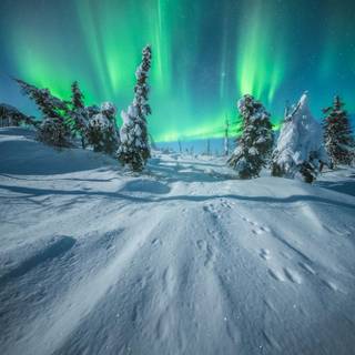 Alaska winter forest wallpaper