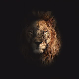 Lion oled wallpaper