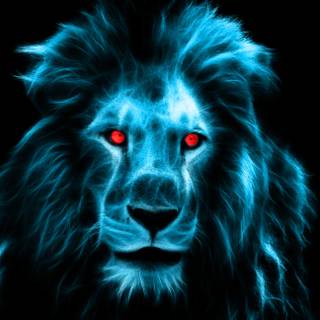 Lion oled wallpaper