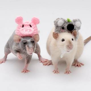 Rat desktop 1920x1080 wallpaper