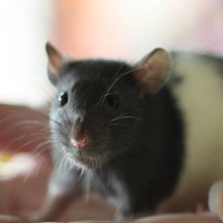 Preppy rat wallpaper