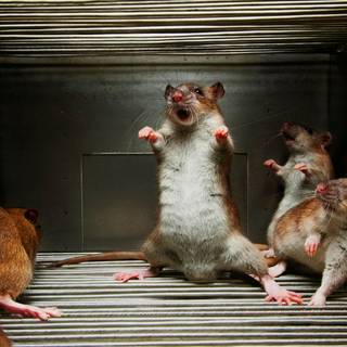 Rat desktop 1920x1080 wallpaper