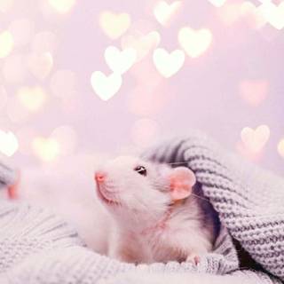 Preppy rat wallpaper