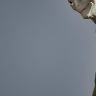 Paul the alien wallpaper