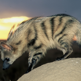 Aardwolf wallpaper
