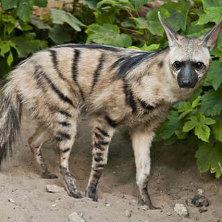 Aardwolf wallpaper