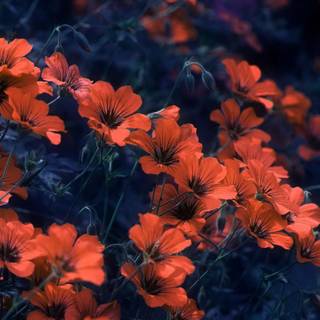 Orange computer aesthetic wallpaper