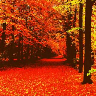 Orange computer aesthetic wallpaper