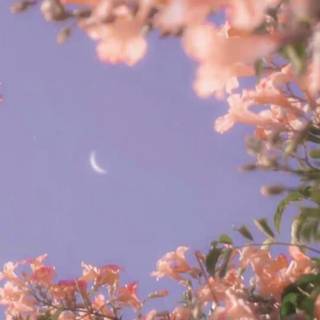 Aesthetic spring nature wallpaper