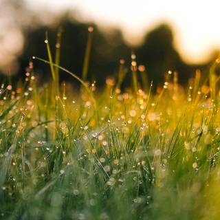 Aesthetic spring nature wallpaper