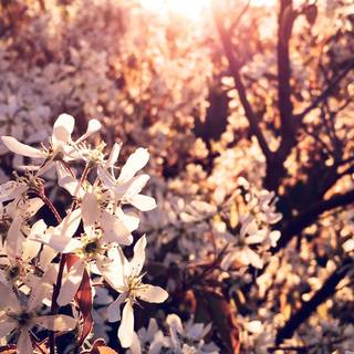 Aesthetic spring nature wallpaper