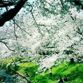 Aesthetic spring nature wallpaper