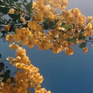 Aesthetic spring nature wallpaper