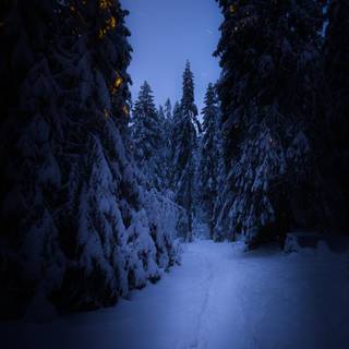 Blue dark winter wallpaper