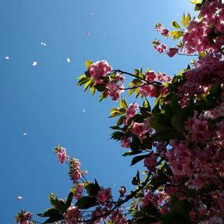 Aesthetic spring nature wallpaper