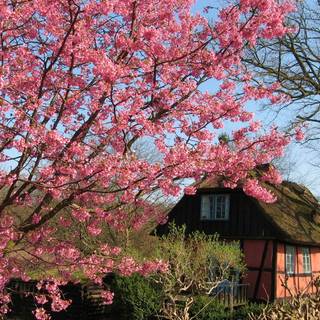 Aesthetic spring nature wallpaper