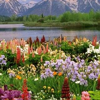 Aesthetic spring nature wallpaper