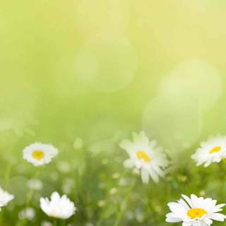 Aesthetic spring nature wallpaper
