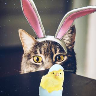 Funny Happy Easter wallpaper