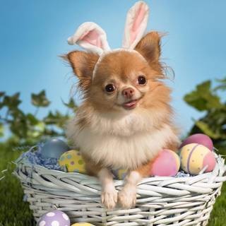 Funny Happy Easter wallpaper