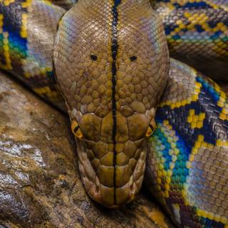 Reticulated python wallpaper