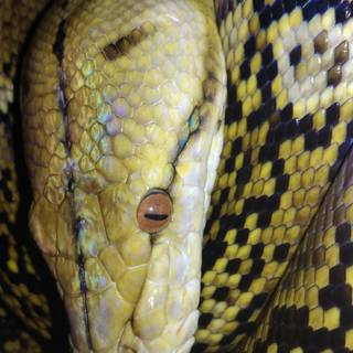 Reticulated python wallpaper