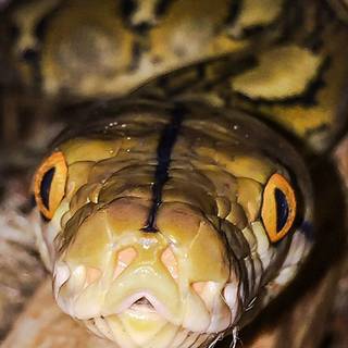 Reticulated python wallpaper