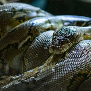 Reticulated python wallpaper
