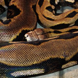 Reticulated python wallpaper