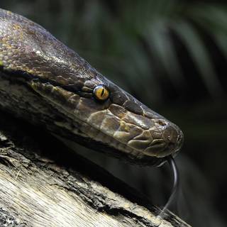 Reticulated python wallpaper