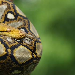 Reticulated python wallpaper