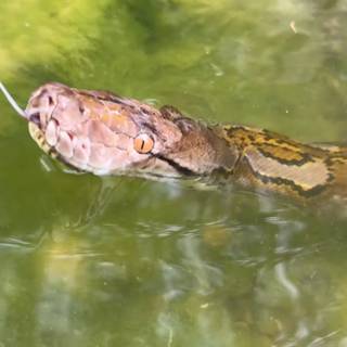 Reticulated python wallpaper