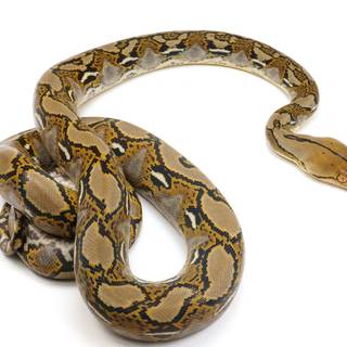 Reticulated python wallpaper