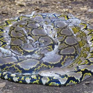 Reticulated python wallpaper