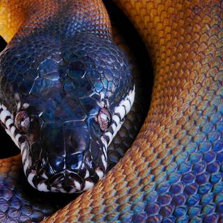 Reticulated python wallpaper