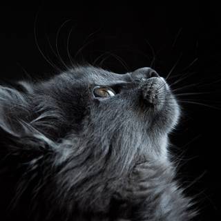 Dark grey cat wallpaper