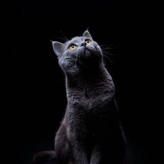 Dark grey cat wallpaper