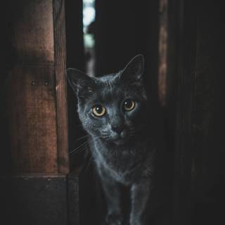 Dark grey cat wallpaper