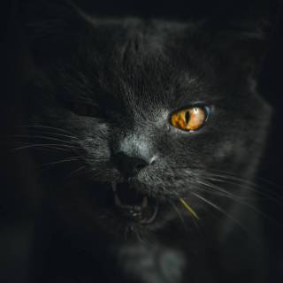 Dark grey cat wallpaper
