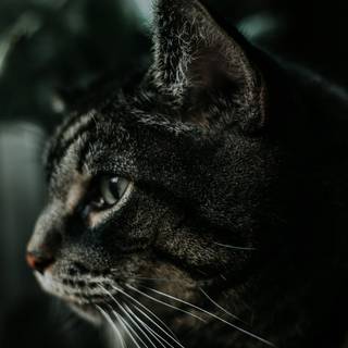 Dark grey cat wallpaper