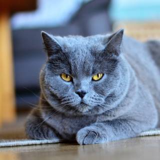 Dark grey cat wallpaper