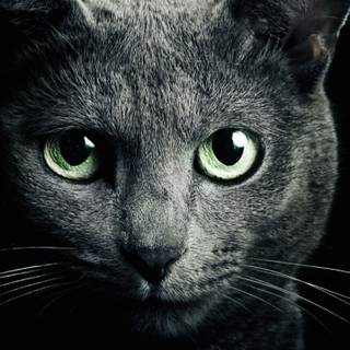 Dark grey cat wallpaper
