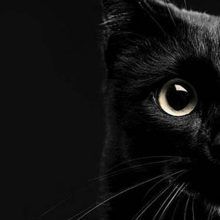 Dark grey cat wallpaper