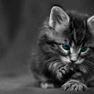 Dark grey cat wallpaper