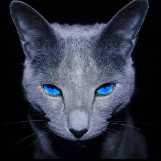 Dark grey cat wallpaper