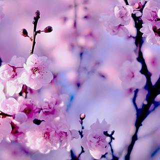 Aesthetic simple spring wallpaper