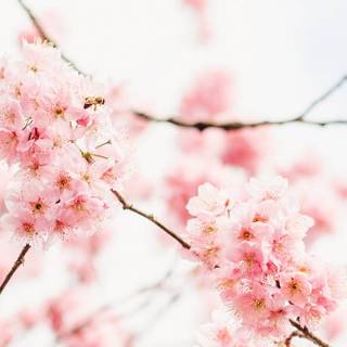 Pink spring aesthetic desktop wallpaper